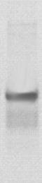 Glycogen Synthase Kinase 3 Beta antibody, TA354486, Origene, Western Blot image 