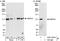 HECT And RLD Domain Containing E3 Ubiquitin Protein Ligase 4 antibody, A301-847A, Bethyl Labs, Immunoprecipitation image 