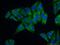 Ribosomal Protein L39 antibody, 14990-1-AP, Proteintech Group, Immunofluorescence image 