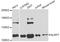 NACHT, LRR and PYD domains-containing protein 7 antibody, abx126258, Abbexa, Western Blot image 