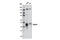 Myogenic Differentiation 1 antibody, 12344S, Cell Signaling Technology, Western Blot image 