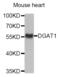 Diacylglycerol O-acyltransferase 1 antibody, abx005229, Abbexa, Western Blot image 