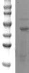 SRY-Box 3 antibody, TA354598, Origene, Western Blot image 