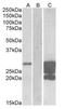 GM2 Ganglioside Activator antibody, AP23749PU-N, Origene, Western Blot image 