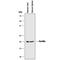 Ferritin Heavy Chain 1 antibody, MAB9354, Novus Biologicals, Western Blot image 