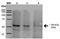 PPT antibody, orb376708, Biorbyt, Western Blot image 