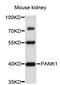 Pantothenate kinase 1 antibody, STJ26854, St John