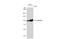 Calnexin antibody, GTX109669, GeneTex, Western Blot image 