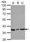 Ymer antibody, PA5-31211, Invitrogen Antibodies, Western Blot image 