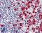 Myeloperoxidase antibody, LS-B6699, Lifespan Biosciences, Immunohistochemistry paraffin image 