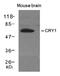 Cryptochrome Circadian Regulator 1 antibody, AP26054PU-N, Origene, Western Blot image 