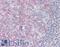 SLC8B1 antibody, LS-B15804, Lifespan Biosciences, Immunohistochemistry paraffin image 