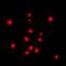 Stromal Antigen 3 antibody, abx133663, Abbexa, Western Blot image 