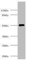 Sulfite oxidase, mitochondrial antibody, A54789-100, Epigentek, Western Blot image 