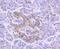 LDL Receptor Related Protein 1 antibody, NBP2-67418, Novus Biologicals, Immunohistochemistry paraffin image 