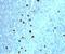 Immunoglobulin Heavy Constant Mu antibody, 33-148, ProSci, Immunohistochemistry frozen image 