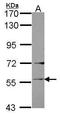 Ladinin 1 antibody, TA307920, Origene, Western Blot image 