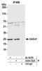 YEATS Domain Containing 4 antibody, A304-722A, Bethyl Labs, Immunoprecipitation image 
