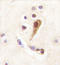 LIM/homeobox protein Lhx6 antibody, AP11386PU-N, Origene, Immunohistochemistry frozen image 