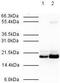 Mitotic spindle assembly checkpoint protein MAD2B antibody, PA1-31766, Invitrogen Antibodies, Western Blot image 