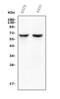 Jrk Helix-Turn-Helix Protein antibody, A15261, Boster Biological Technology, Western Blot image 