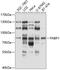 Formin-binding protein 1 antibody, 13-558, ProSci, Western Blot image 