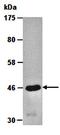 2',3'-Cyclic Nucleotide 3' Phosphodiesterase antibody, orb66684, Biorbyt, Western Blot image 