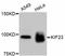 Kinesin Family Member 23 antibody, abx125351, Abbexa, Western Blot image 