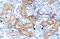 DMRT Like Family A2 antibody, NBP1-80019, Novus Biologicals, Immunohistochemistry frozen image 