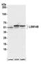 LSM Family Member 14B antibody, NBP2-76362, Novus Biologicals, Western Blot image 