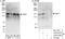 TATA Element Modulatory Factor 1 antibody, A303-228A, Bethyl Labs, Immunoprecipitation image 