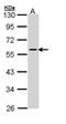 Coagulation Factor X antibody, PA5-29118, Invitrogen Antibodies, Western Blot image 