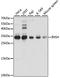 Inhibitor Of Growth Family Member 4 antibody, STJ28396, St John