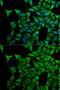 Keratin 20 antibody, GTX54340, GeneTex, Immunofluorescence image 