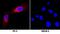 NRP antibody, AF3870, R&D Systems, Immunofluorescence image 