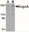 Reticulon 4 Receptor antibody, NBP2-41071, Novus Biologicals, Western Blot image 