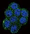 Succinate Dehydrogenase Complex Subunit D antibody, PA5-71645, Invitrogen Antibodies, Immunofluorescence image 