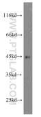 Calcium release-activated calcium channel protein 1 antibody, 14443-1-AP, Proteintech Group, Western Blot image 