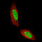 Homeobox protein cut-like 1 antibody, AMAb91352, Atlas Antibodies, Immunofluorescence image 