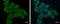 Ts Translation Elongation Factor, Mitochondrial antibody, GTX102238, GeneTex, Immunocytochemistry image 
