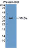 Aldolase, Fructose-Bisphosphate C antibody, LS-C373137, Lifespan Biosciences, Western Blot image 