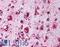 LIMP II antibody, LS-B305, Lifespan Biosciences, Immunohistochemistry frozen image 