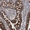 Zinc Finger Protein 566 antibody, NBP1-82222, Novus Biologicals, Immunohistochemistry frozen image 