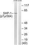 Protein Tyrosine Phosphatase Non-Receptor Type 6 antibody, AP55745PU-N, Origene, Western Blot image 