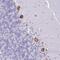 Chromosome 20 Open Reading Frame 96 antibody, PA5-61794, Invitrogen Antibodies, Immunohistochemistry frozen image 