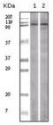 Lysine Demethylase 1A antibody, TA336270, Origene, Western Blot image 