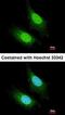 Mcpip antibody, orb73727, Biorbyt, Immunofluorescence image 
