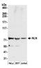 Neurolysin antibody, A305-580A-M, Bethyl Labs, Western Blot image 