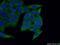 SYK antibody, 14951-1-AP, Proteintech Group, Immunofluorescence image 