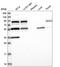 Splicing regulatory glutamine/lysine-rich protein 1 antibody, HPA037673, Atlas Antibodies, Western Blot image 
